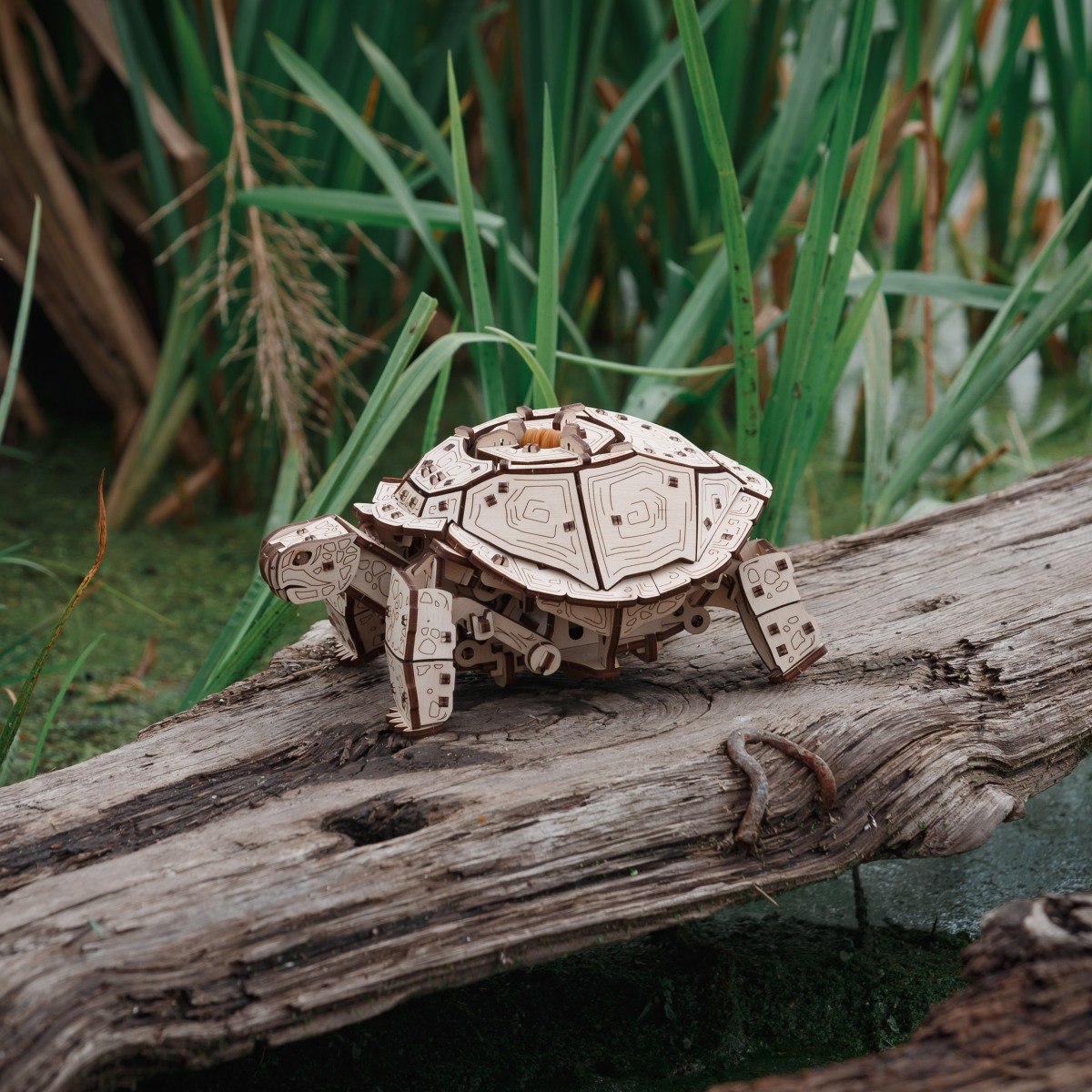 3D model želvy